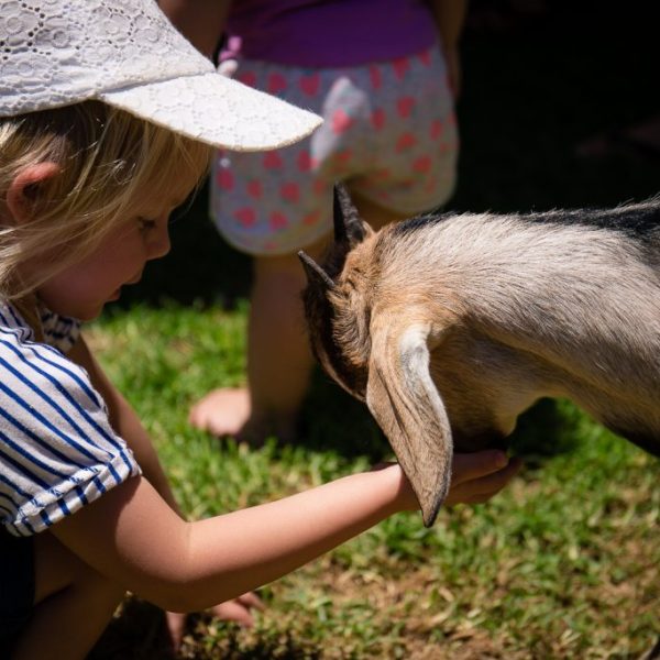 Kids-playing-with-goat-at-BDCC